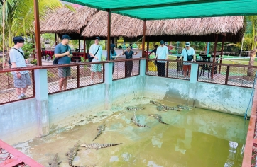 Câu Cá Sấu